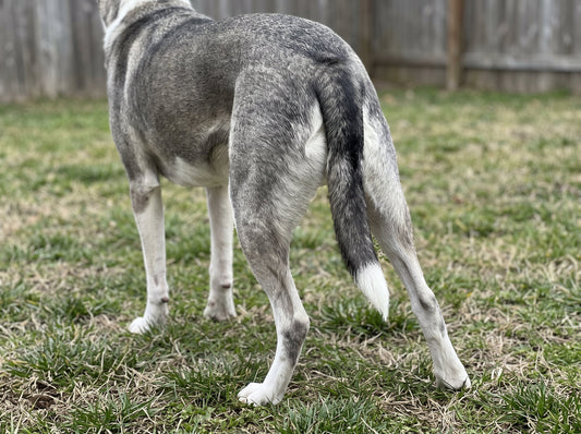 Dog standing favouring one hind leg, shifting weight onto the opposite knee