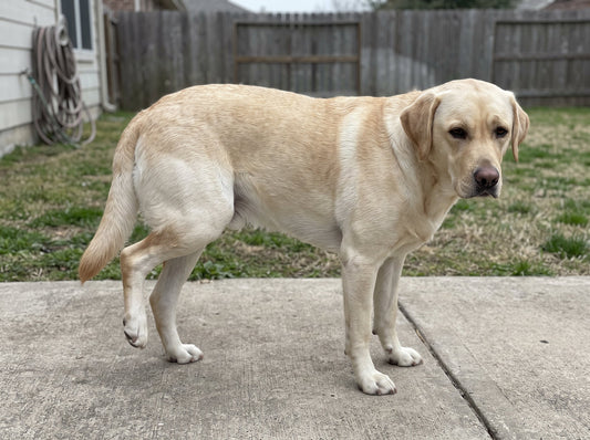 Dog holding up a hind leg while standing on a patio, a common sign of an ACL tear or sprain
