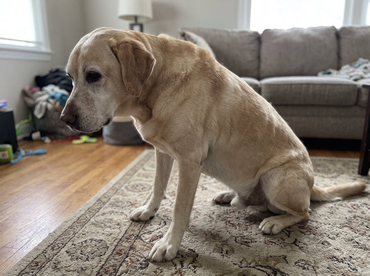 Older dog struggling to stand up from lying down, a common sign of knee pain