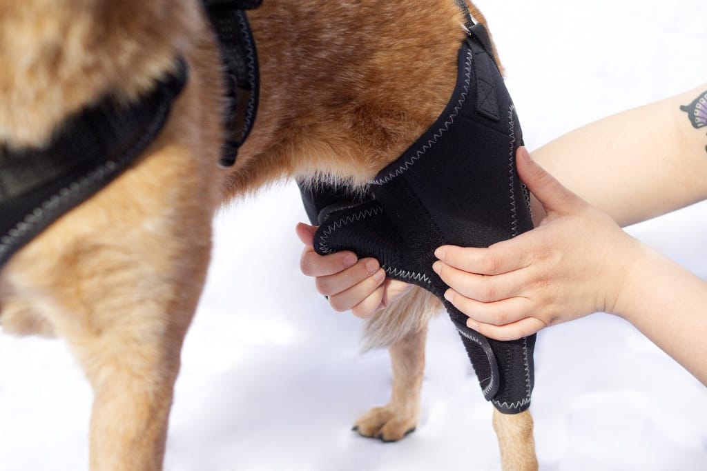 Owner fitting a neoprene knee brace onto a dog's hind leg