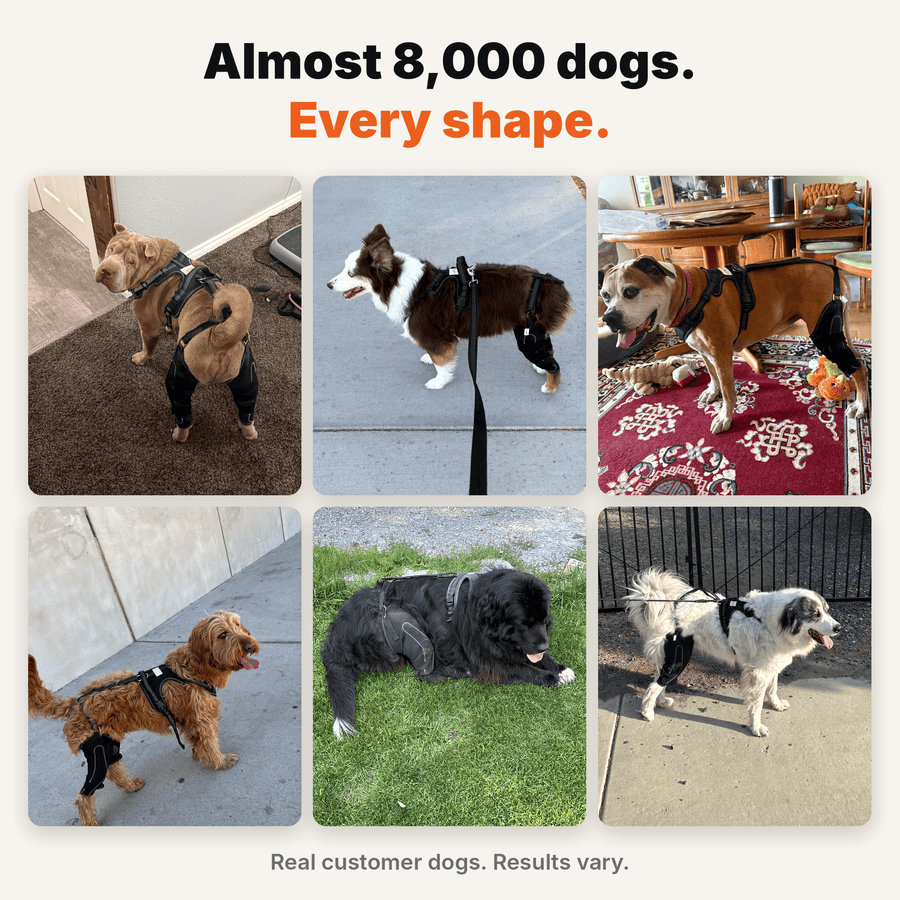 Dual-Leg Hinged Knee Support Harness for Dogs