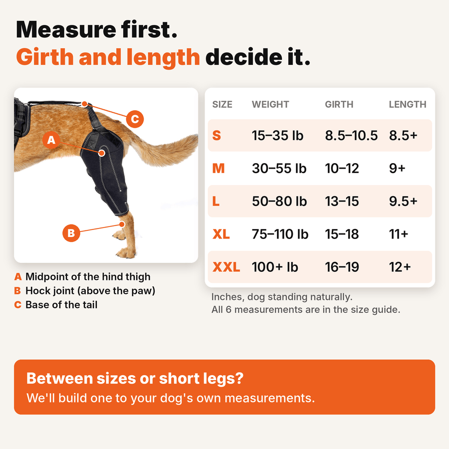Dual-Leg Hinged Knee Support Harness for Dogs