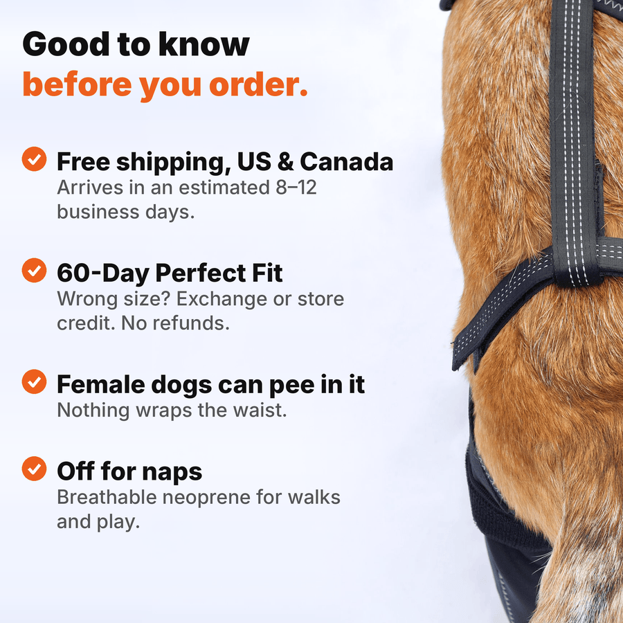 Dual-Leg Hinged Knee Support Harness for Dogs