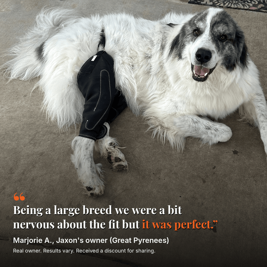 Dual-Leg Hinged Knee Support Harness for Dogs