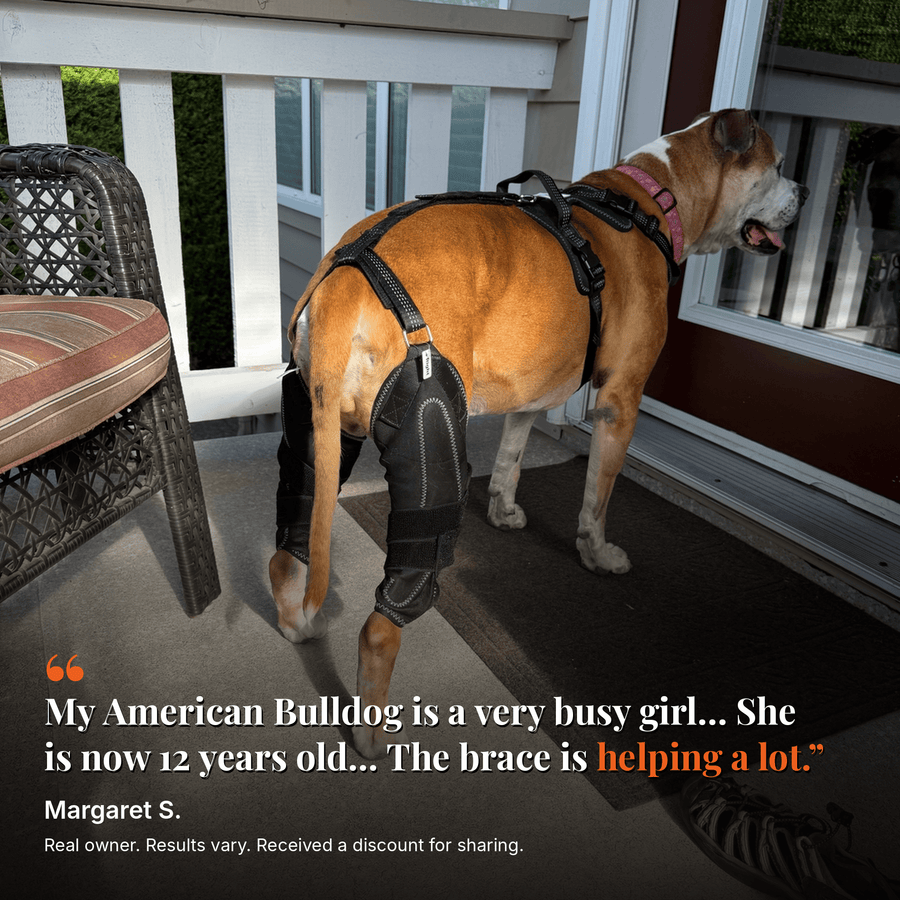 Dual-Leg Hinged Knee Support Harness for Dogs