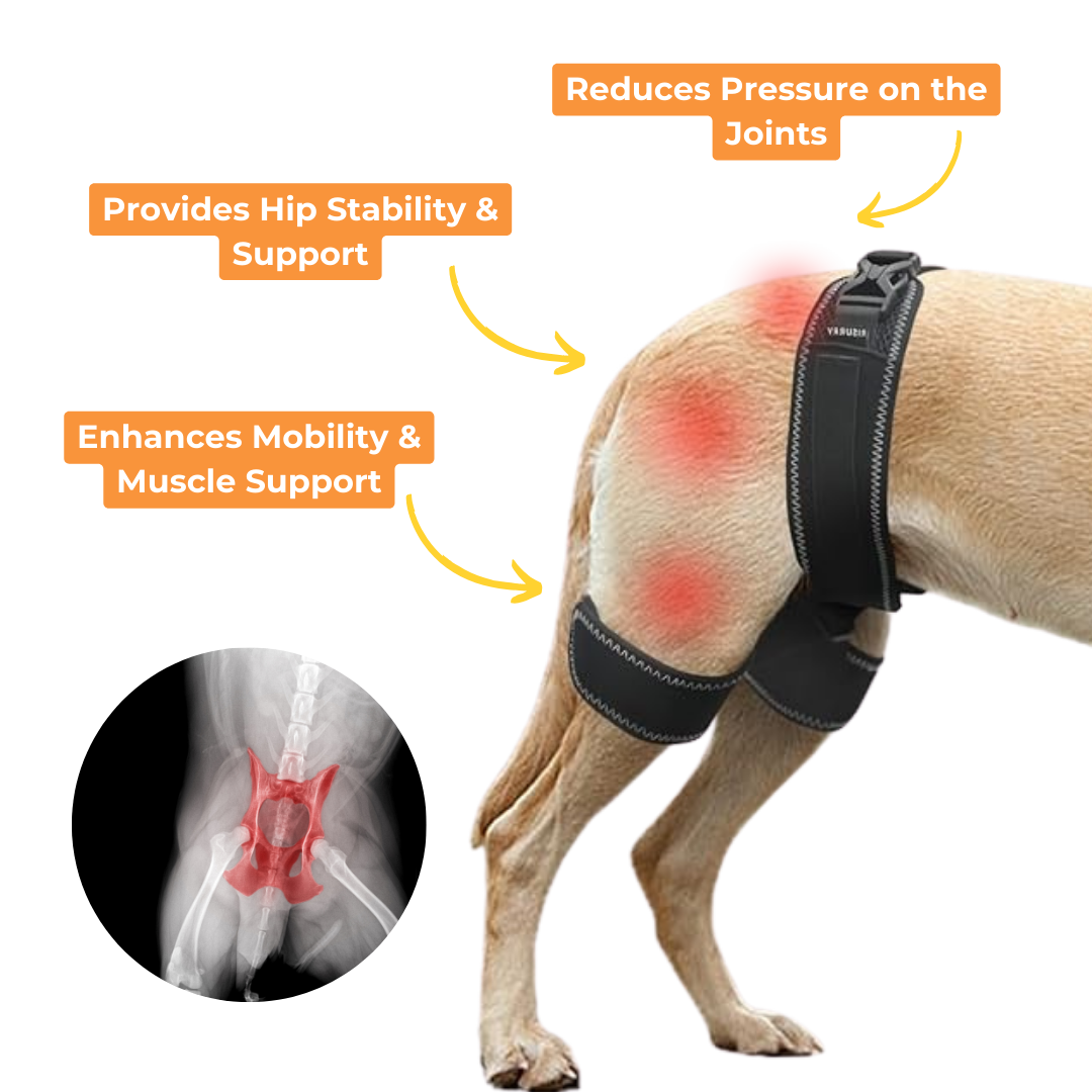 Hip Brace Belt For Dogs