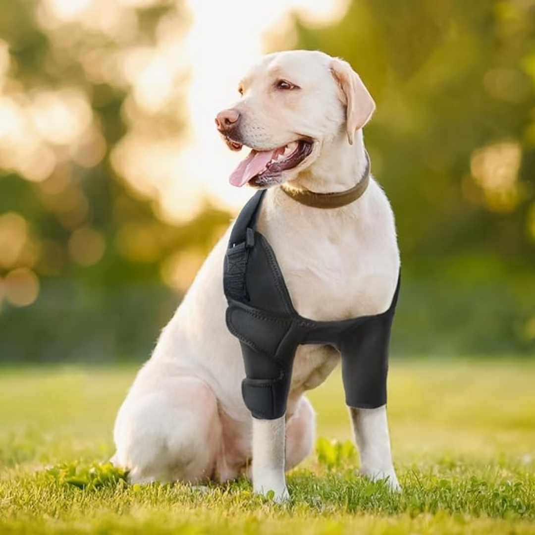 Dog Front Shoulder/Elbow Support Brace