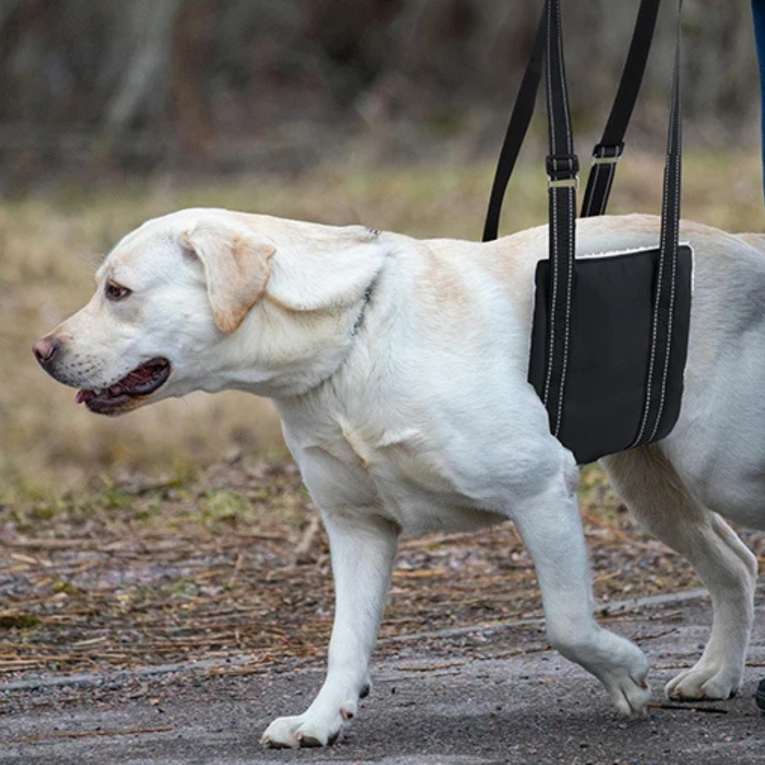 Dog Lifting Sling for Mobility Support Wag Wize