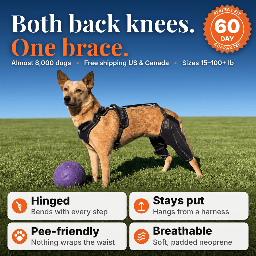 Dual-Leg Hinged Knee Support Harness for Dogs