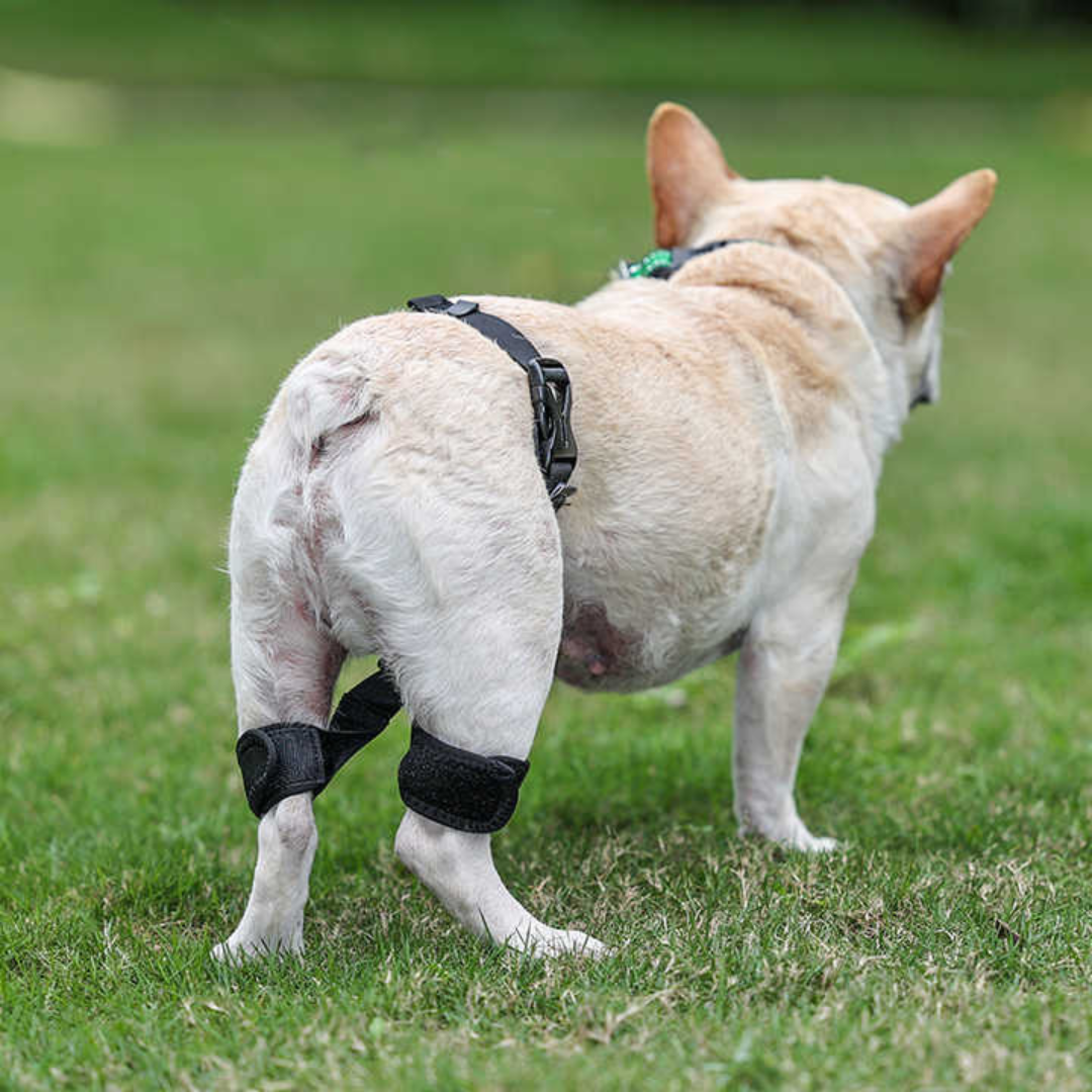 Hip Brace Belt For Dogs