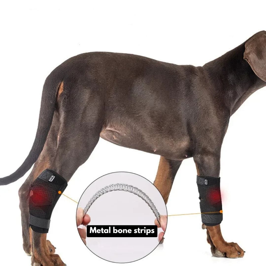 Hock Joint Support Brace
