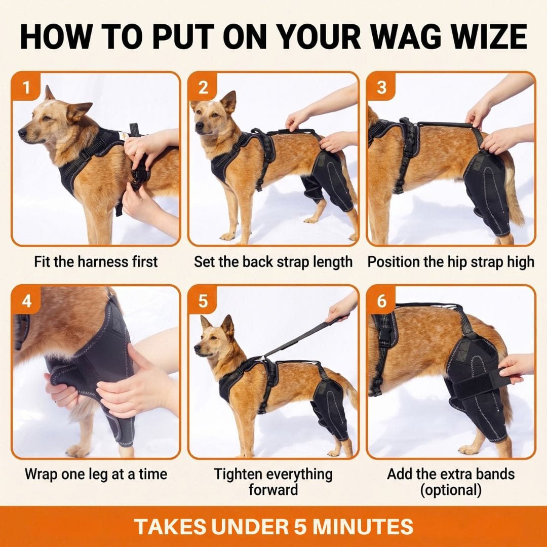Dual-Leg Hinged Knee Support Harness for Dogs