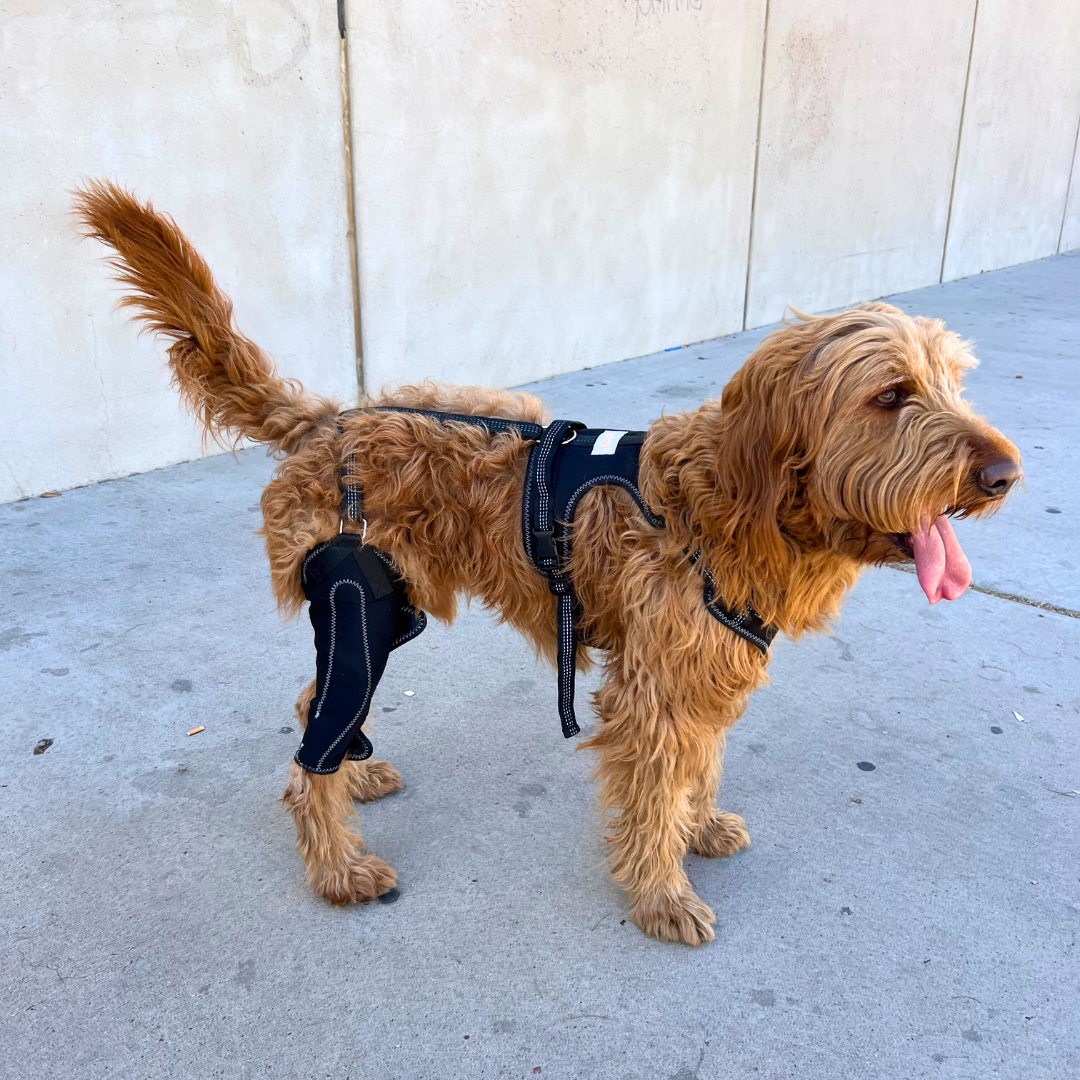 Dual-Leg Hinged Knee Support Harness for Dogs
