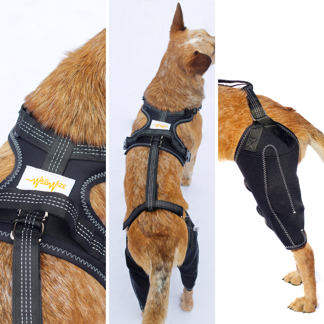 Dual-Leg Hinged Knee Support Harness for Dogs
