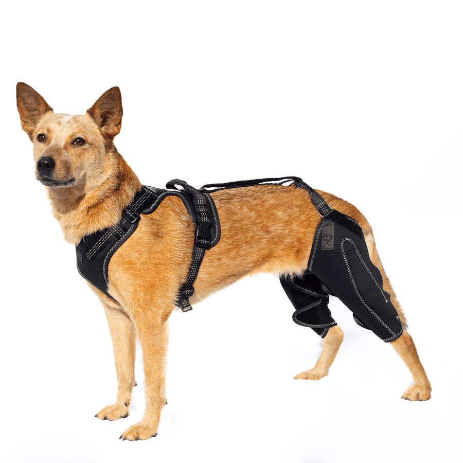 Wag Wize Dual-Leg Hinged Knee Brace on dog hind legs — black neoprene CCL recovery support